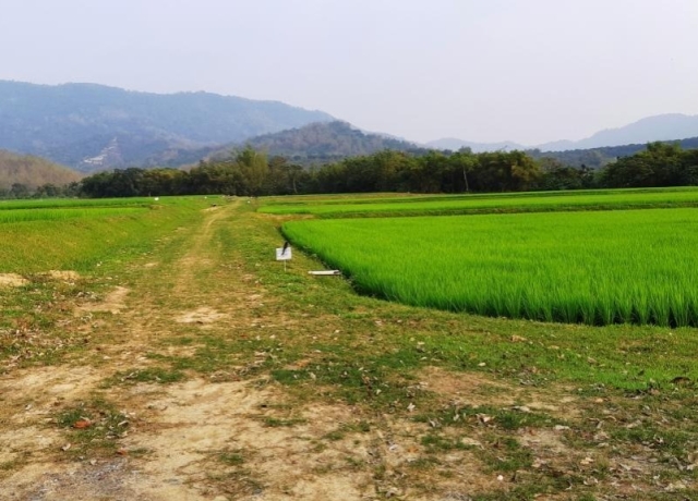 今年度地價稅籍及使用情形已展開清查作業 含自用、工業地與農地