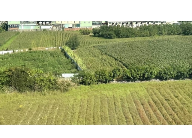 真的別害怕錯過！農地恢復農用全年都可申請課徵田賦 不限9月22日之前