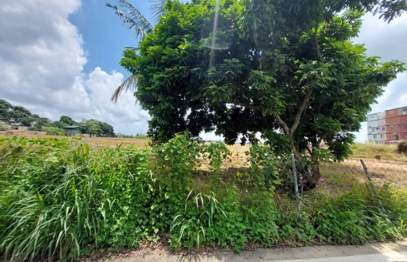 大樹曹公段美農地
