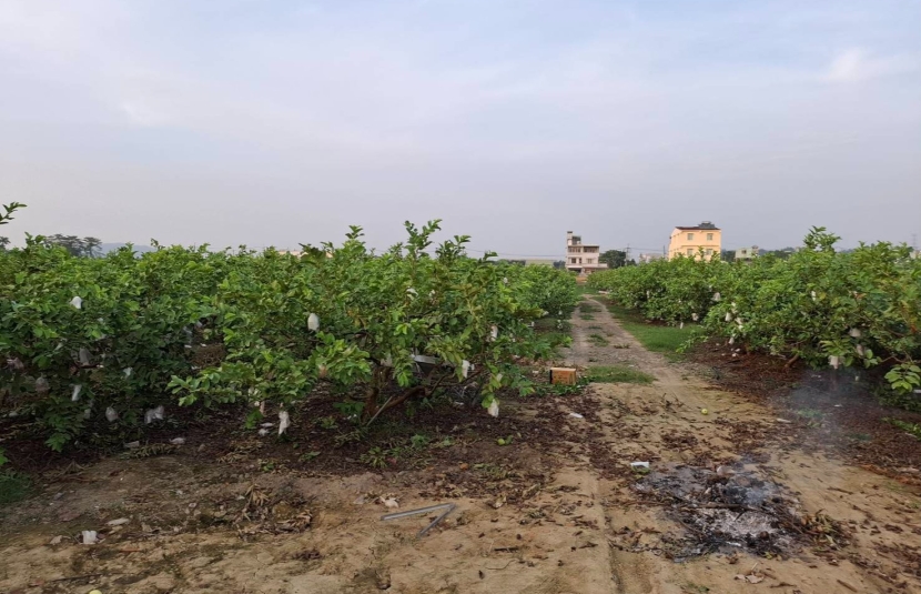 近燕巢交流道臨路面寬農地