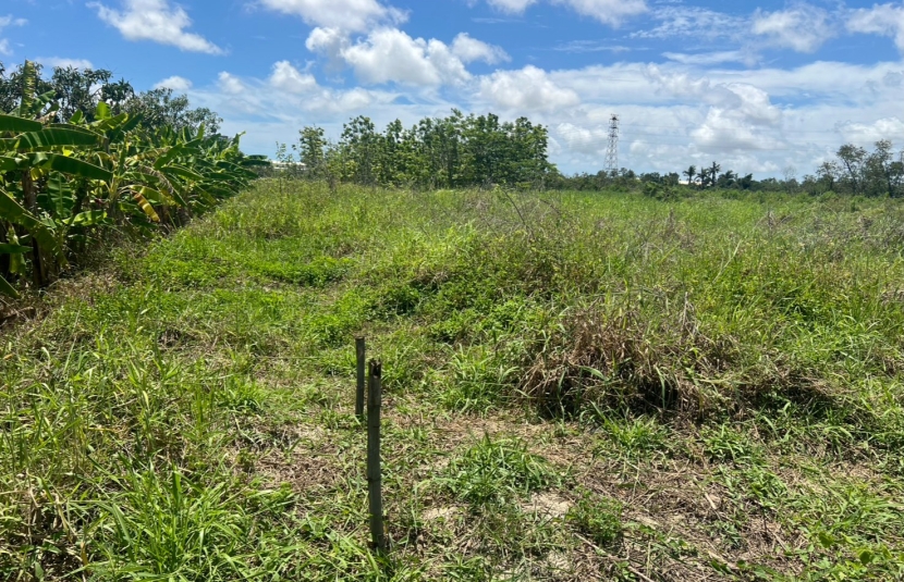 近橋科一分都內農地