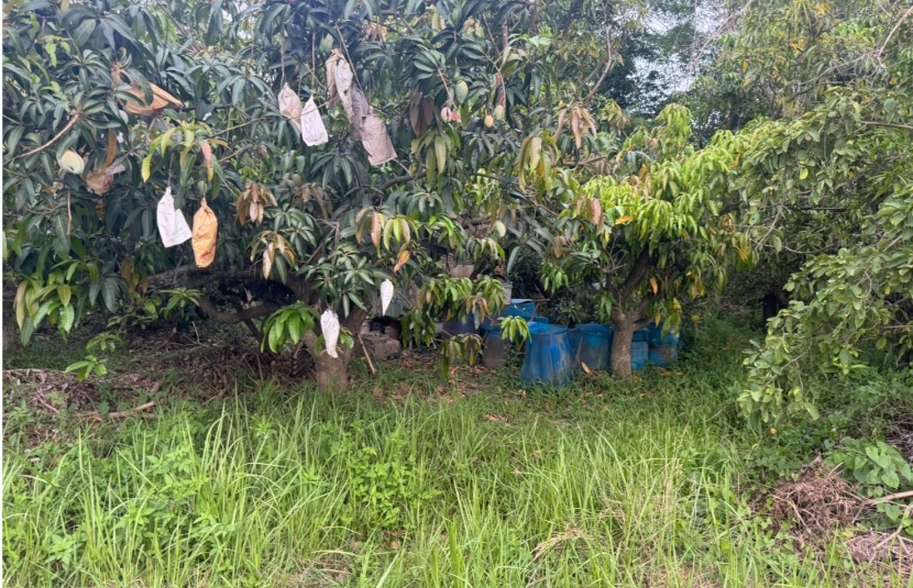 橋科後期區段徵收農地