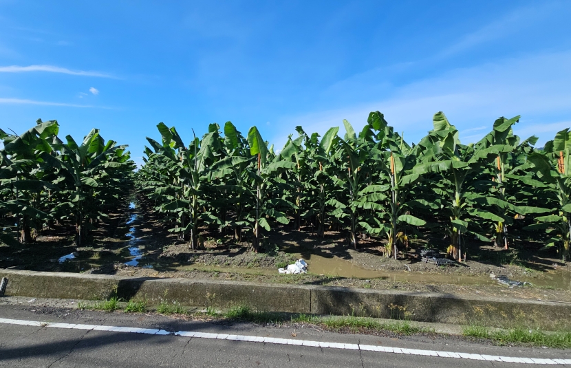 屏東鹽埔鄉優質農地