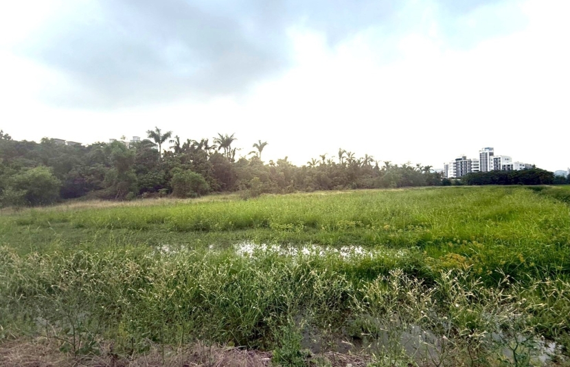 鼎金交流道旁農地