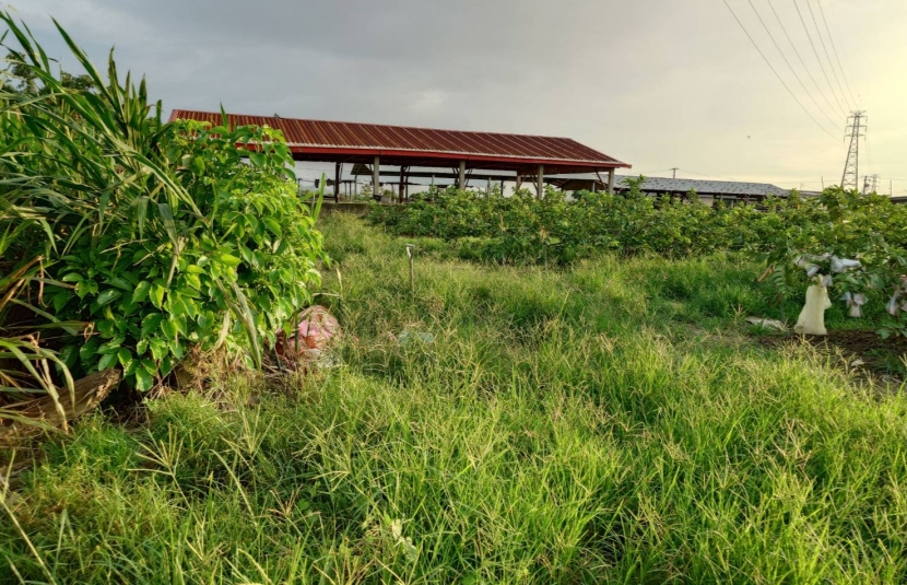 燕巢坑口段開心農場