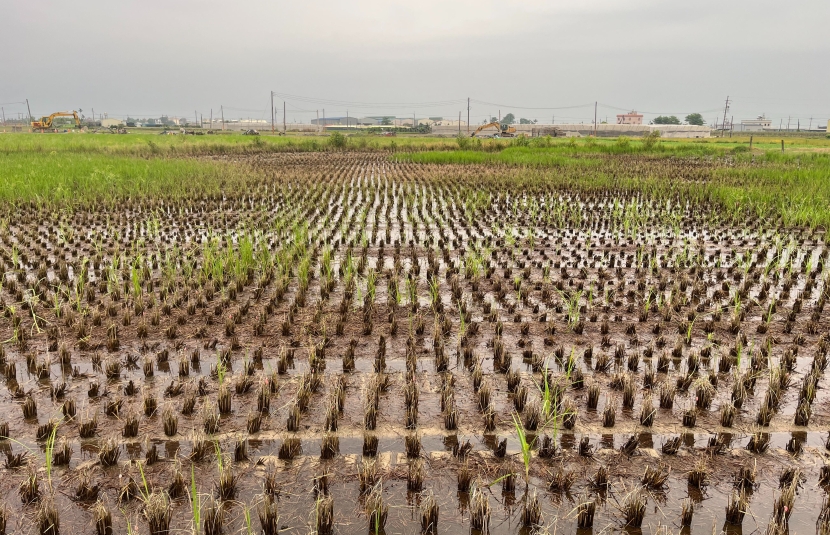 屏東新園樂活農地