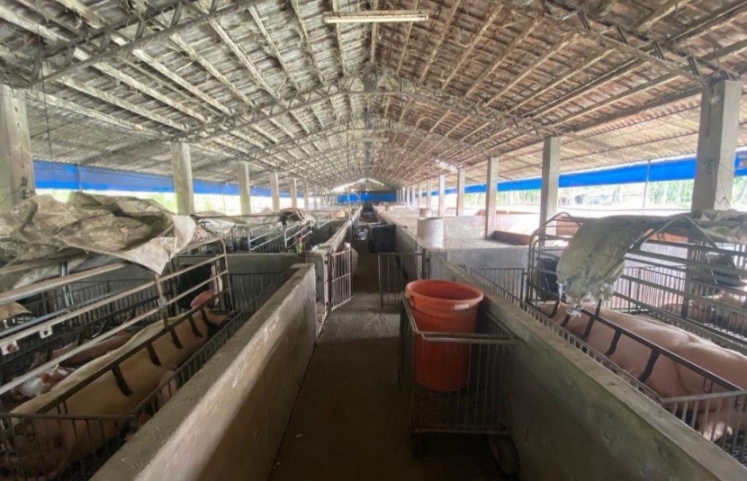 屏東麟洛合法養豬場1.2甲