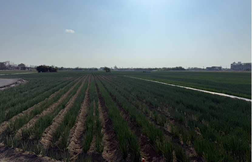 安南區都內農地