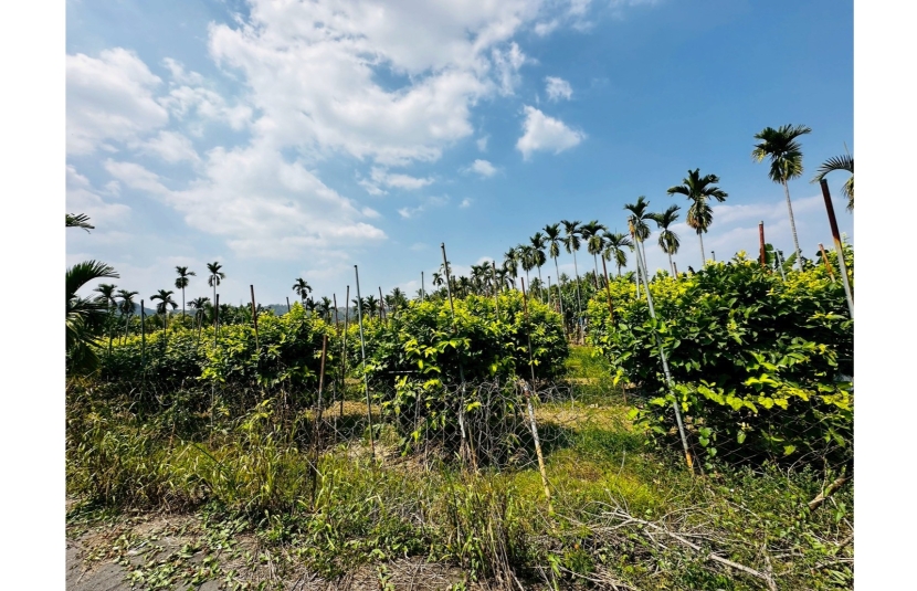 旗山嶺口交流道千坪農地