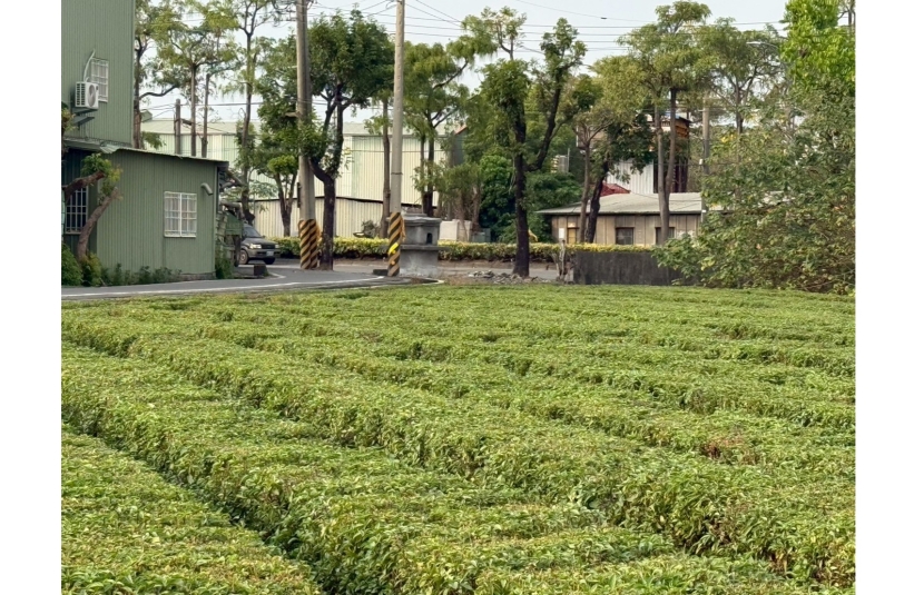 光明路旁漂亮三角農地