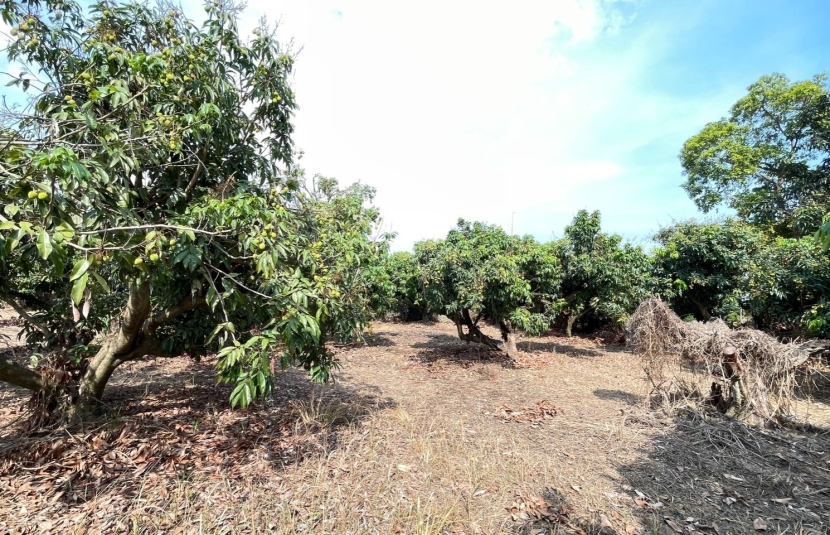大樹區玉荷包果園