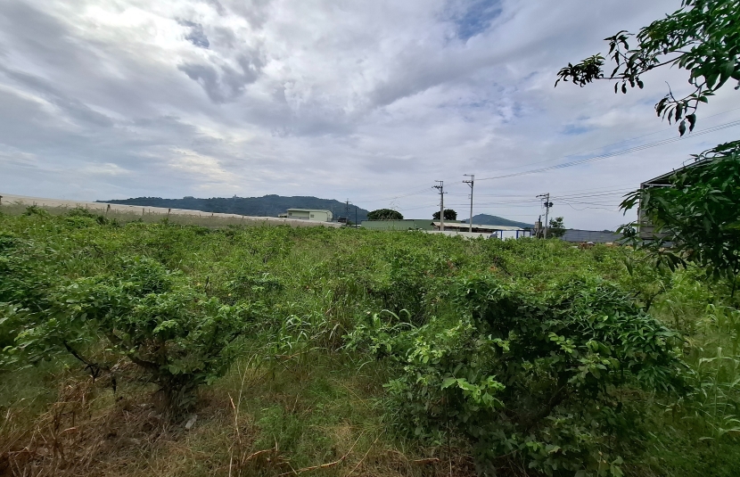 燕巢臨大路面寬一般農地