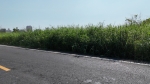 BLS25082岡山區台安段0715-0003地號-照片 (5)